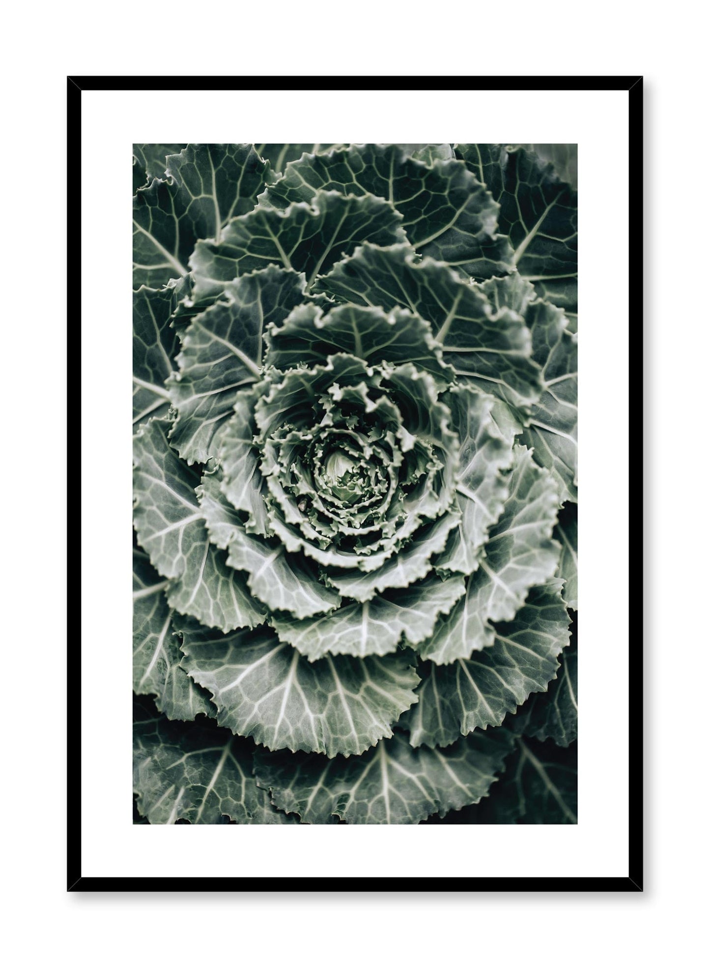Rynx | Ornamental Cabbage, Poster
