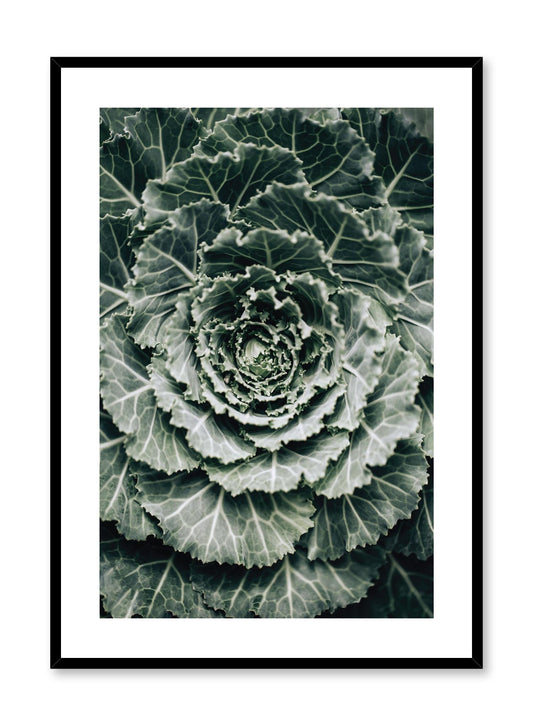 Rynx | Ornamental Cabbage, Poster