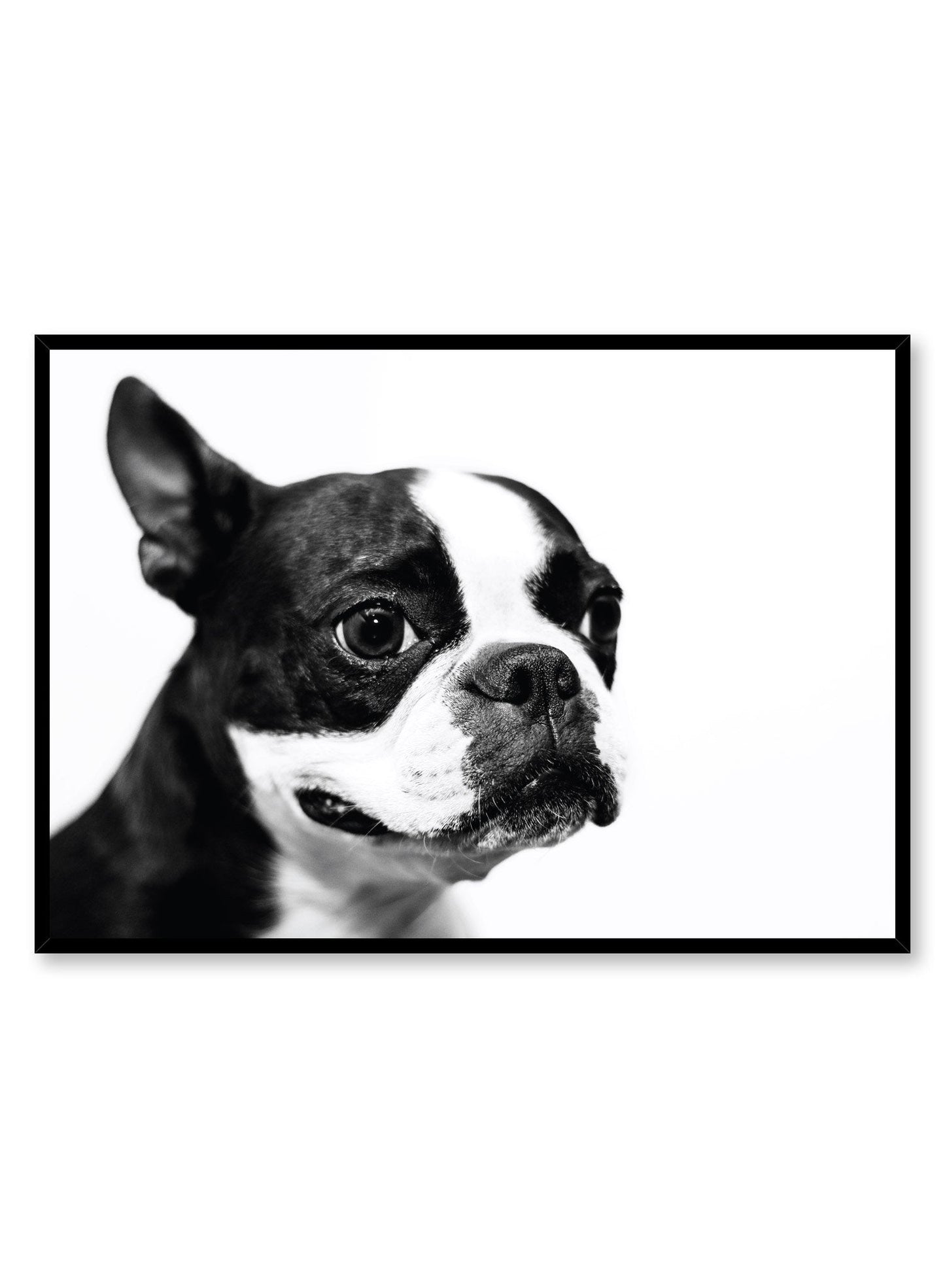 Rynx | Boston Terrier, Poster