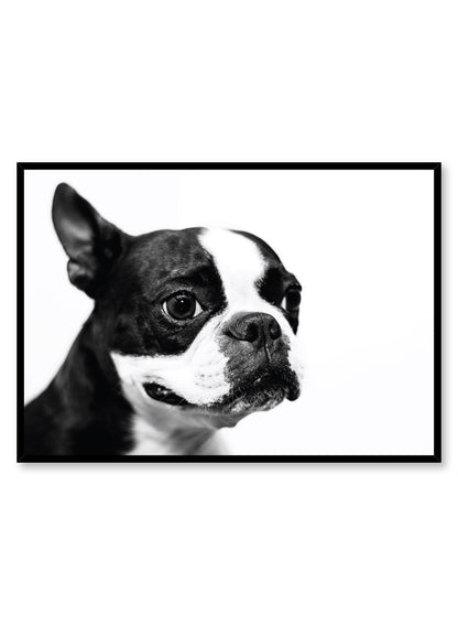 Rynx | Boston Terrier, Poster