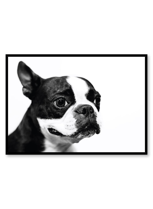 Rynx | Boston Terrier, Poster
