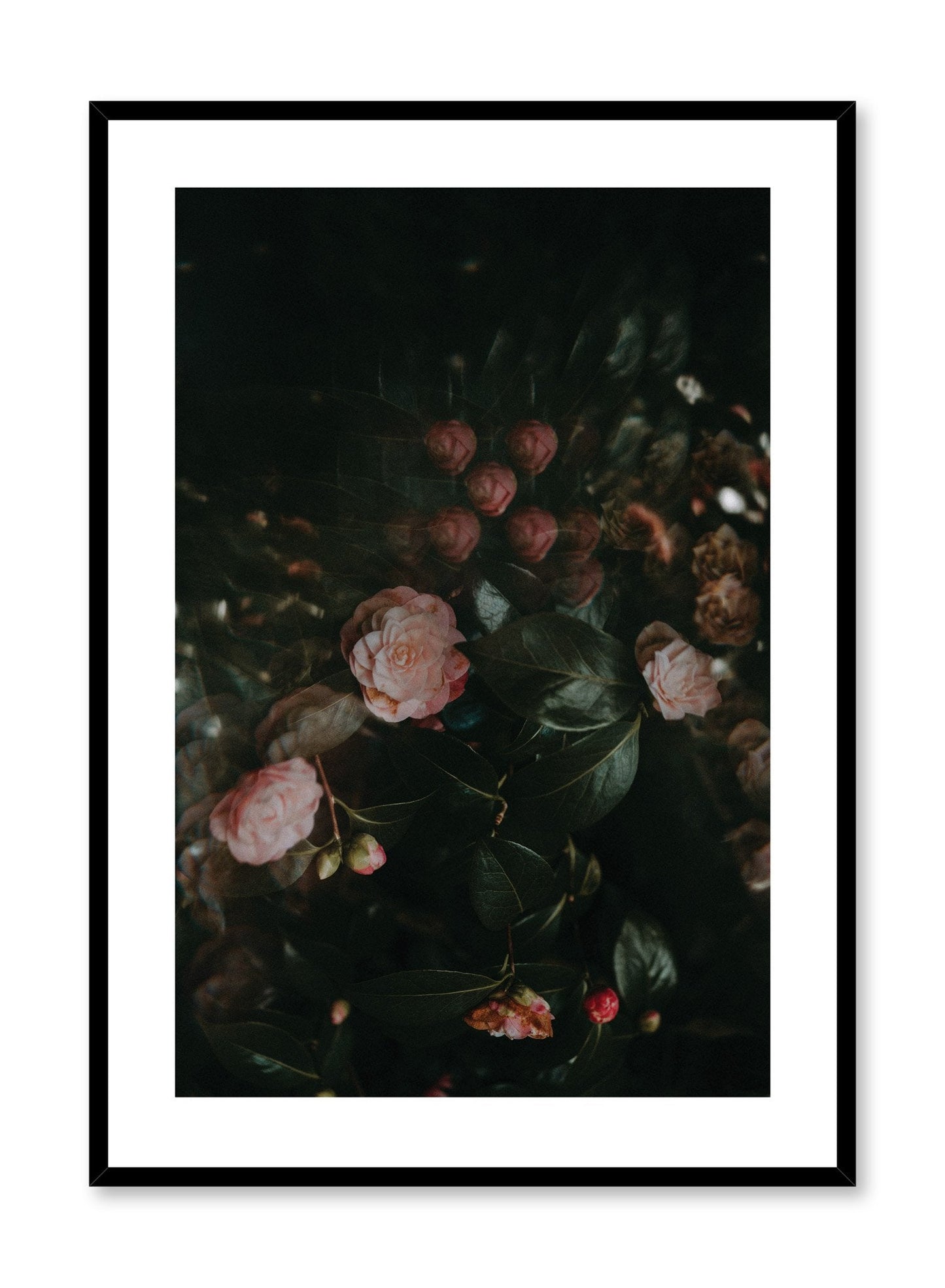Rynx | Rose Drama, Poster