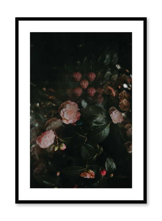 Rynx | Rose Drama, Poster
