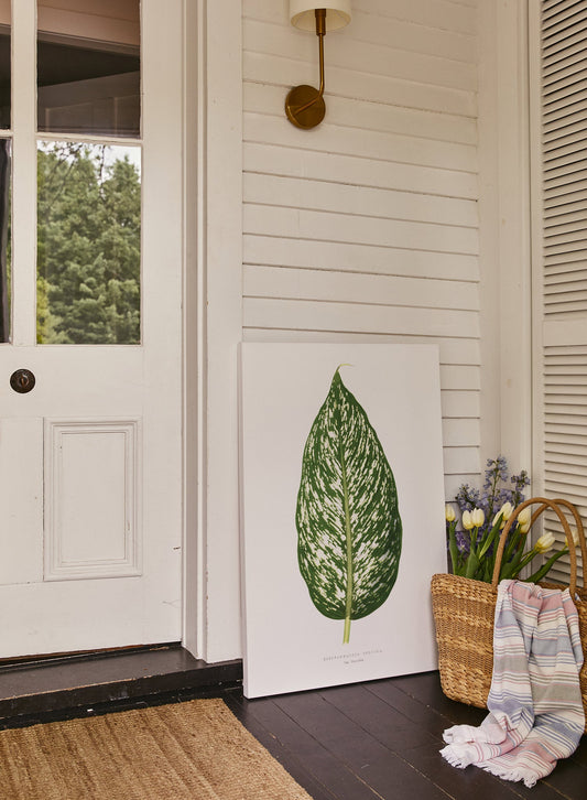 Rynx | Dieffenbachia, canvas