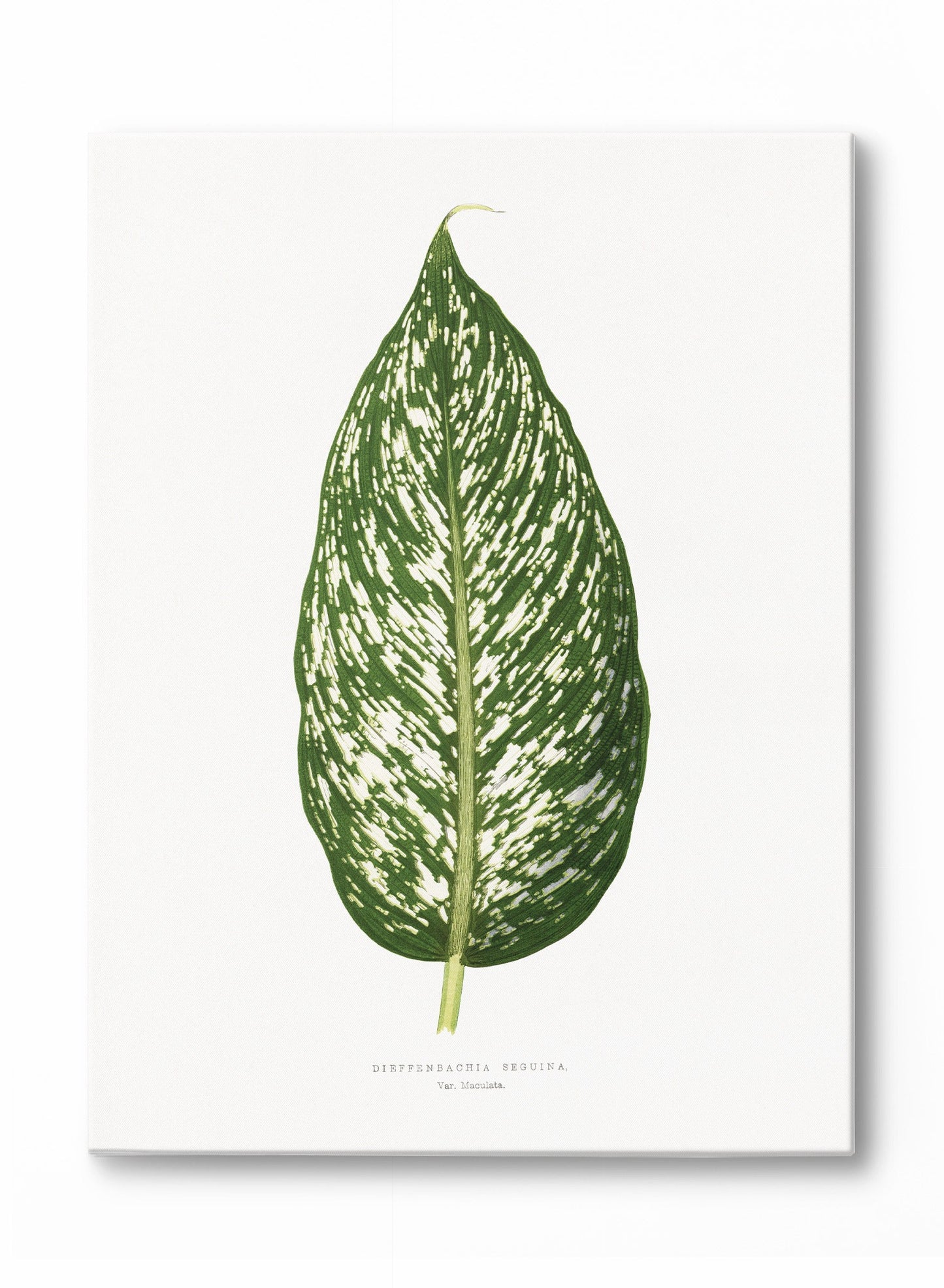 Rynx | Dieffenbachia, canvas