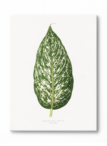 Rynx | Dieffenbachia, canvas