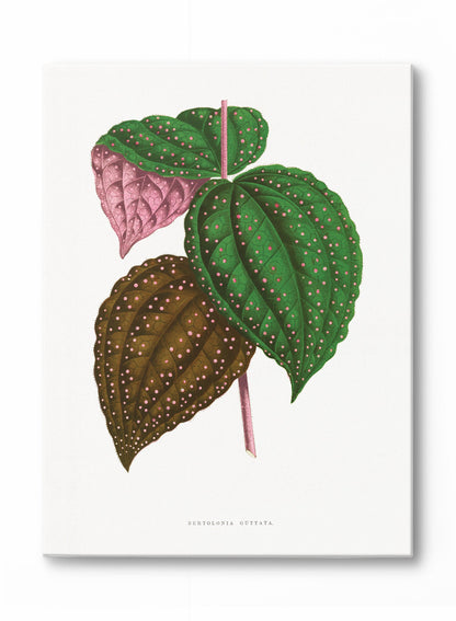 Rynx | Pink Dot Plant, Canvas