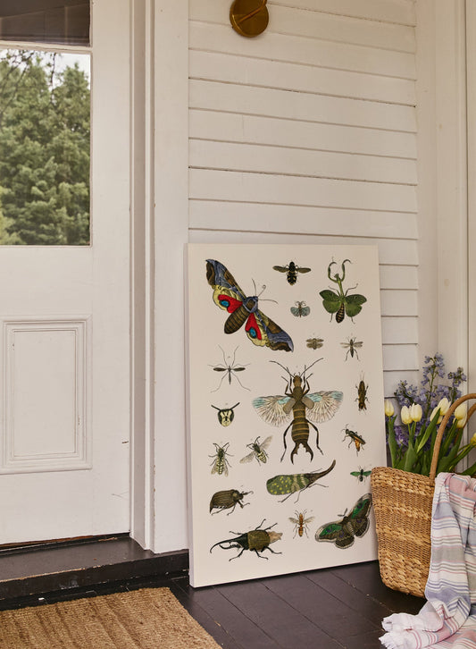 Rynx | Bug Studies, Canvas