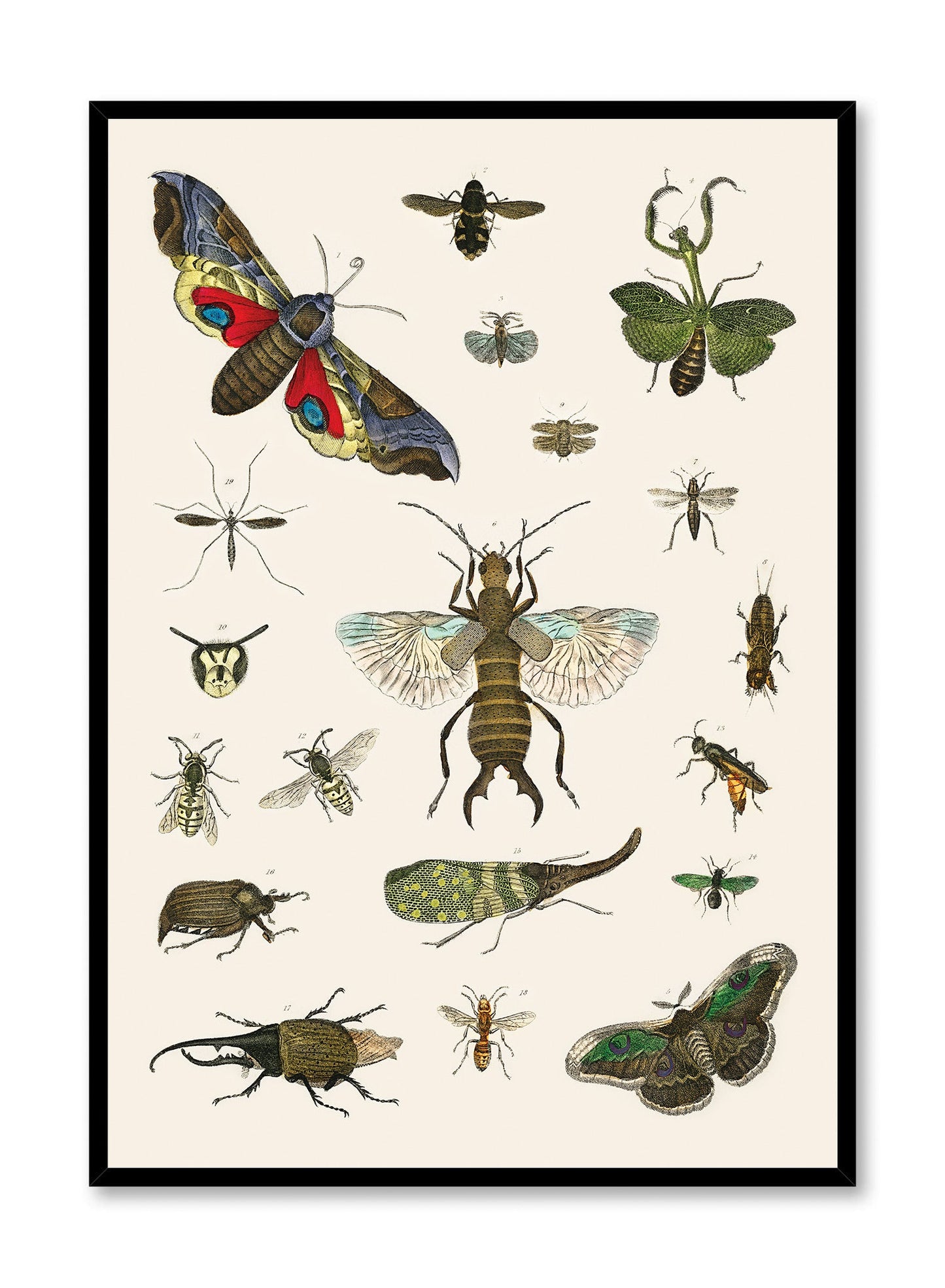 Rynx | Bug Studies, Posters