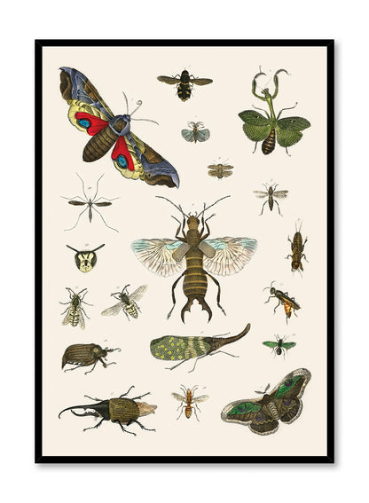 Rynx | Bug Studies, Posters