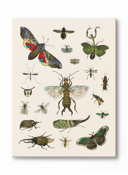 Rynx | Bug Studies, Canvas