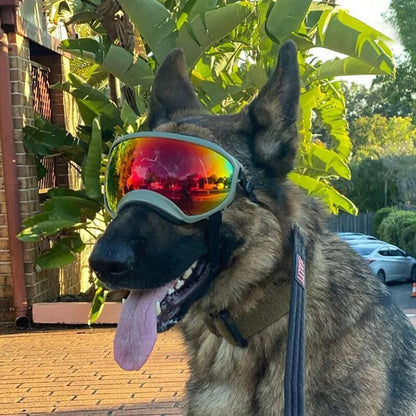 Rynx | Pup sunglasses