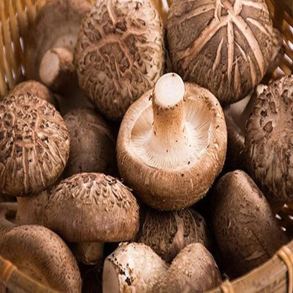 Rynx | Charming Faux Mushroom Decor Collection - 6 Life-like Models for Home and Photography Enhancement