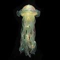 Rynx | Jellyfish LED Night Light