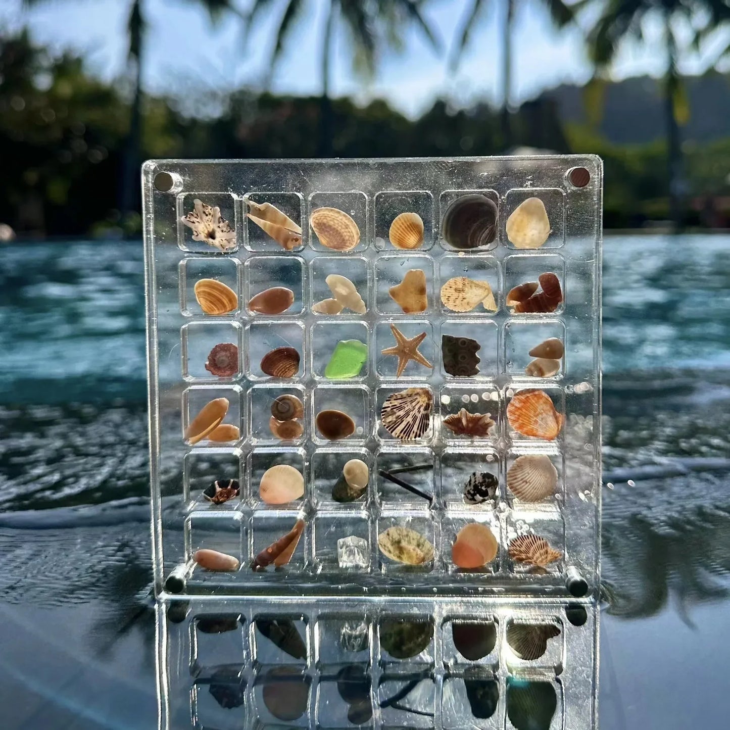 Rynx | Acrylmuschel Display-Box mit Magneten Langlebige Seestern Schmuckaufbewahrungsbox für Perlen-Nagelschmuck