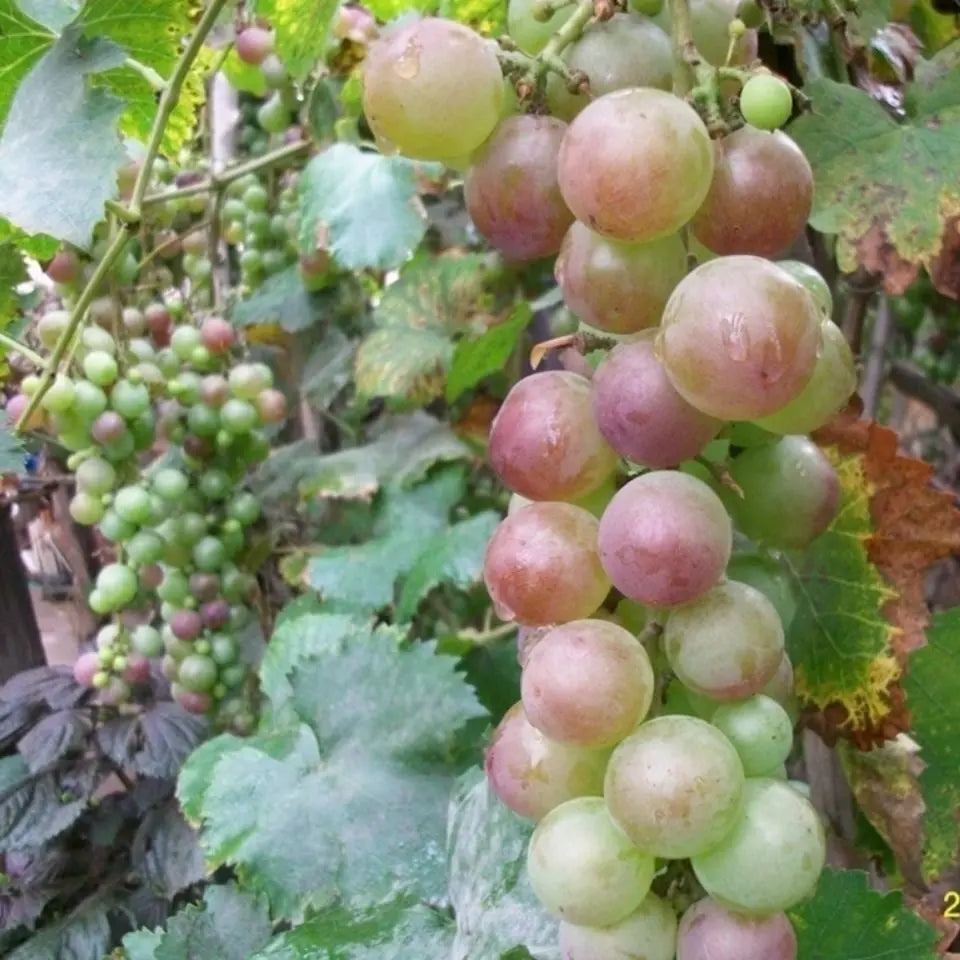 Rynx | Together for seedless grape vine – Low maintenance & no trellis required