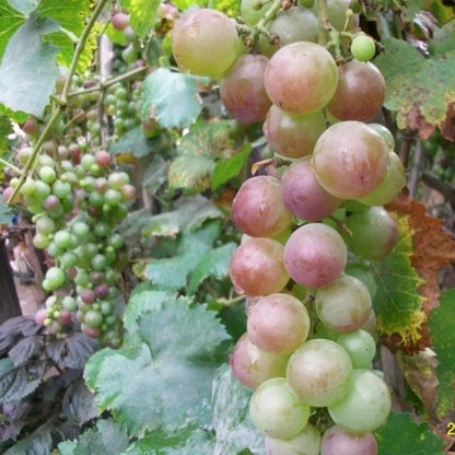 Rynx | Together for seedless grape vine – Low maintenance & no trellis required