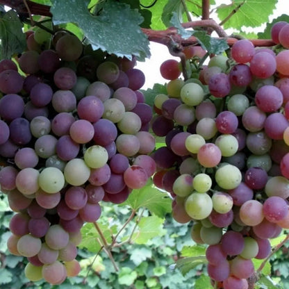 Rynx | Together for seedless grape vine – Low maintenance & no trellis required