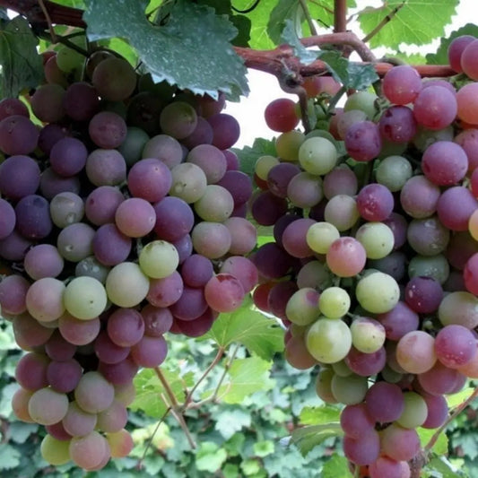 Rynx | Together for seedless grape vine – Low maintenance & no trellis required