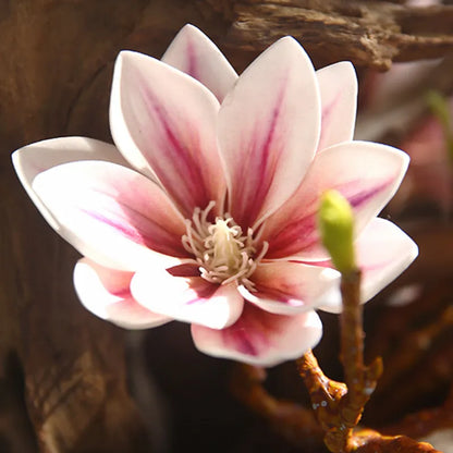 Rynx | Artificial Magnolia Flowers