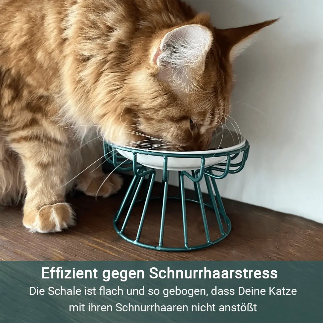 Rynx | Stress-free and healthy ergonomic cat bowl – Set of stand and bowl