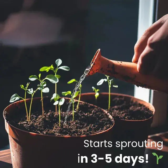 Rynx | Eco-friendly Plantable Seed Calendar 2025 – Grow Year-Round