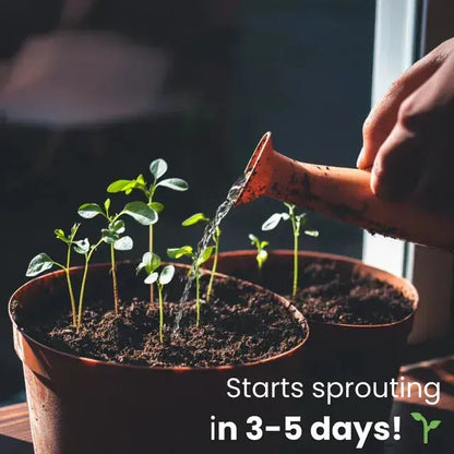Rynx | Eco-friendly Plantable Seed Calendar 2025 – Grow Year-Round