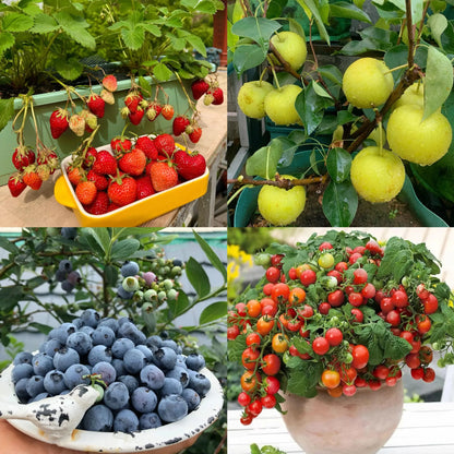Rynx | Eco-friendly Plantable Seed Calendar 2025 – Grow Year-Round