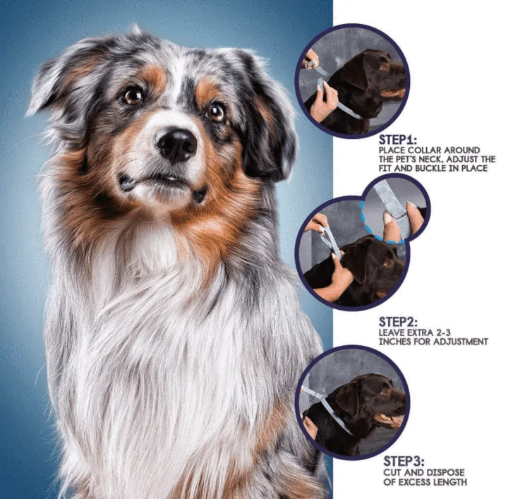 Rynx | Pro Guard Flea and Tick Pet Collar