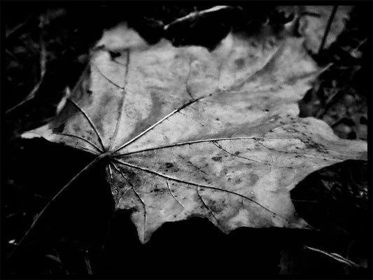 Rynx | Veins