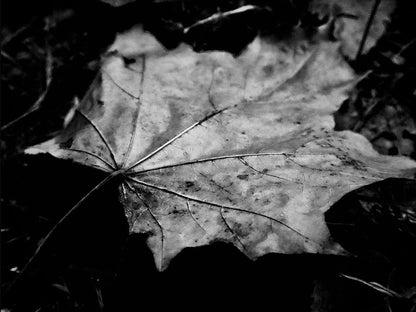 Rynx | Veins