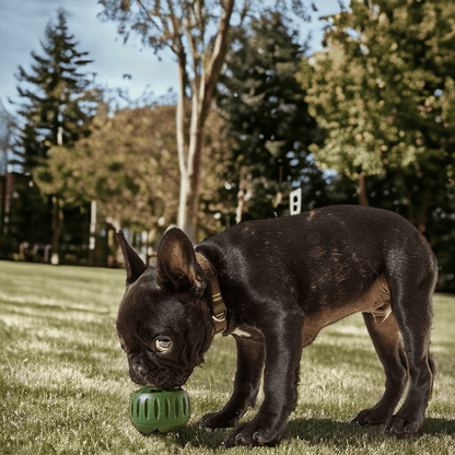 Rynx | Pupsicle - Dog's Top Choice Toy 🐾
