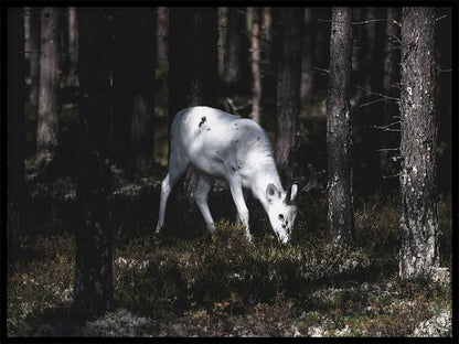 Rynx | Bedjat