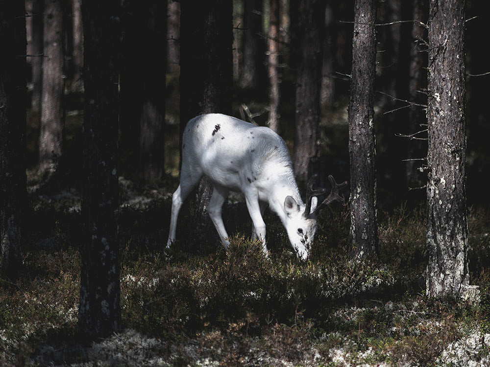 Rynx | Bedjat