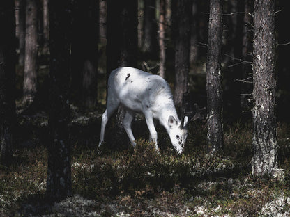 Rynx | Bedjat
