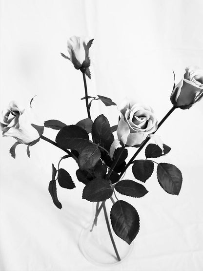 Rynx | Cutie Beauty