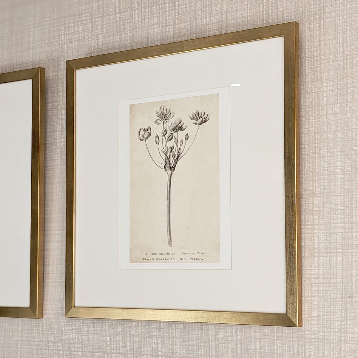 Rynx | Diana Gold Framed Neutral Flower Wall Art - II