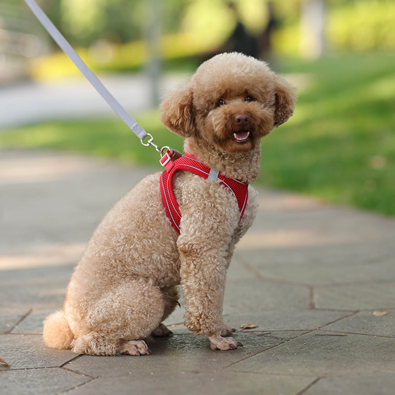 Rynx | Adjustable Summer Mesh Harness and Leash Set for Small Dogs and Cats