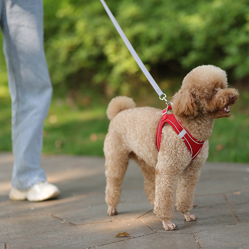 Rynx | Adjustable Summer Mesh Harness and Leash Set for Small Dogs and Cats