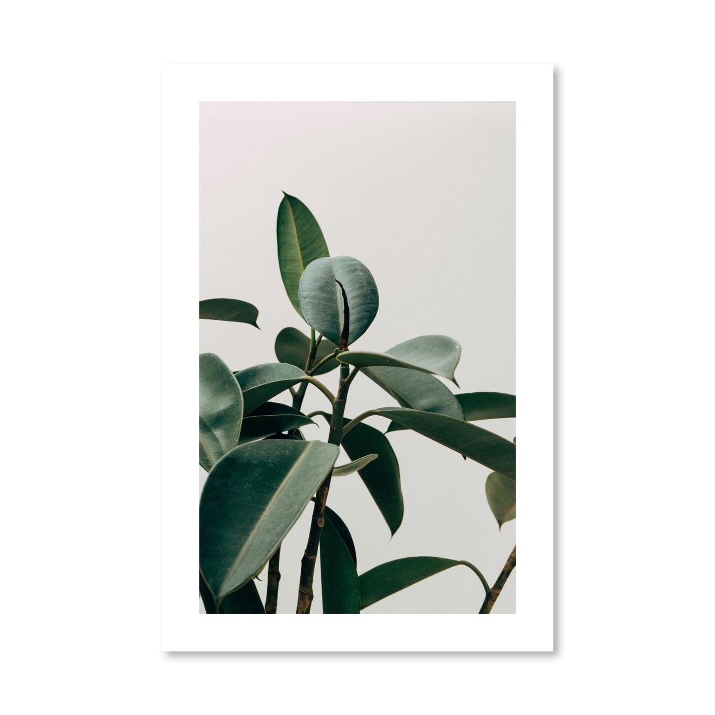 Rynx | Elastica Plant Print