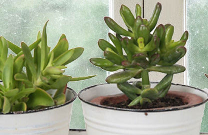 Rynx | Enamel plant pots with saucer Set of 3