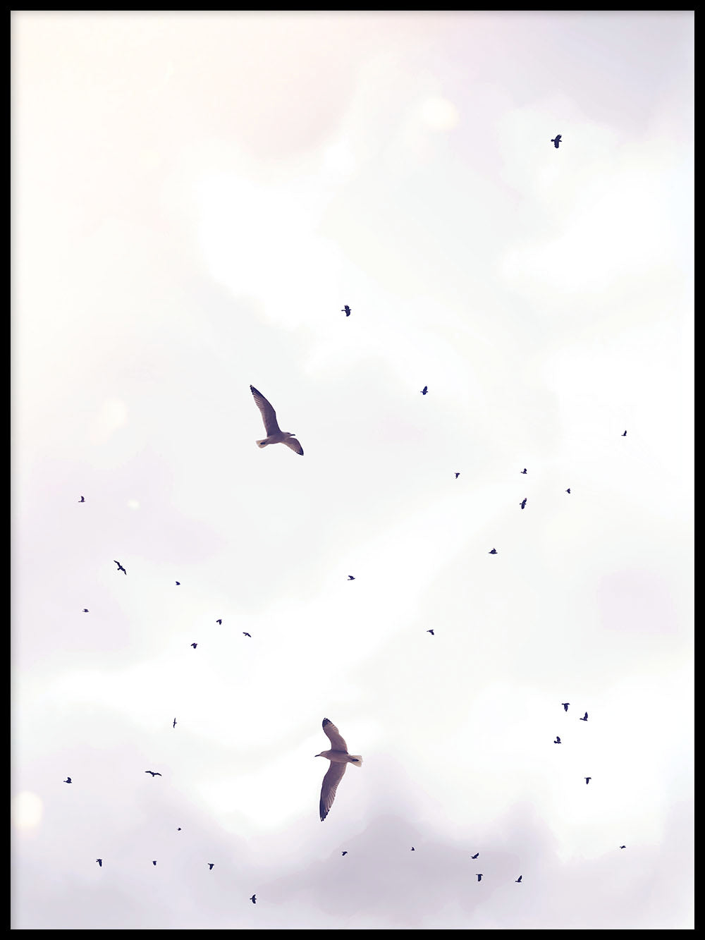 Rynx | Birdstorm 1
