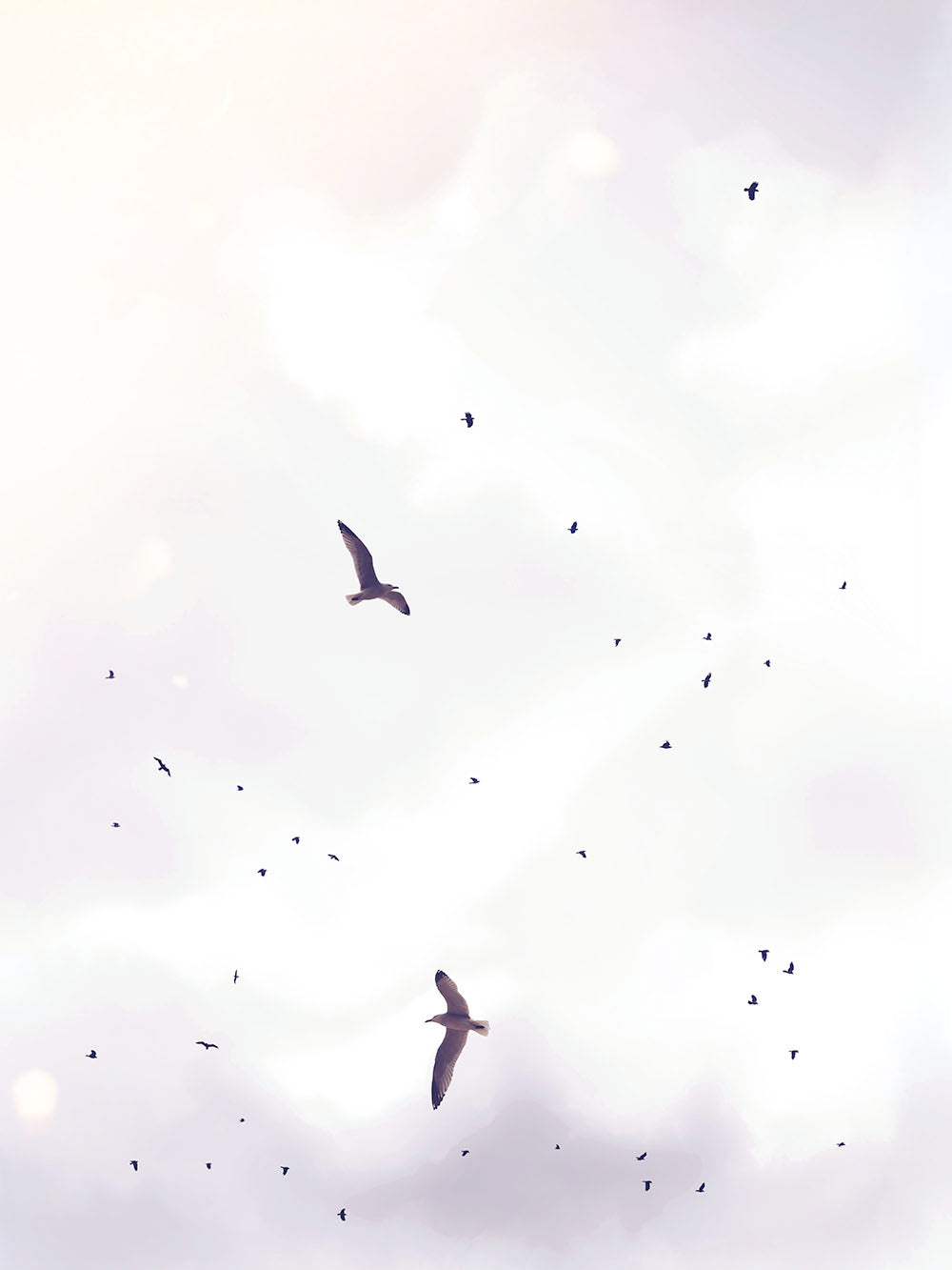 Rynx | Birdstorm 1
