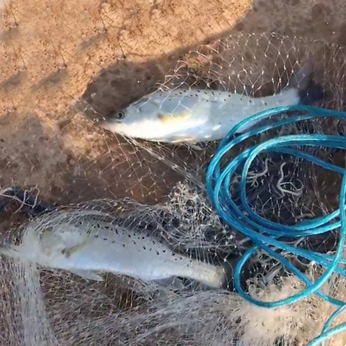Rynx | Fishing Cast Net Bait Capture Heavy Equipment
