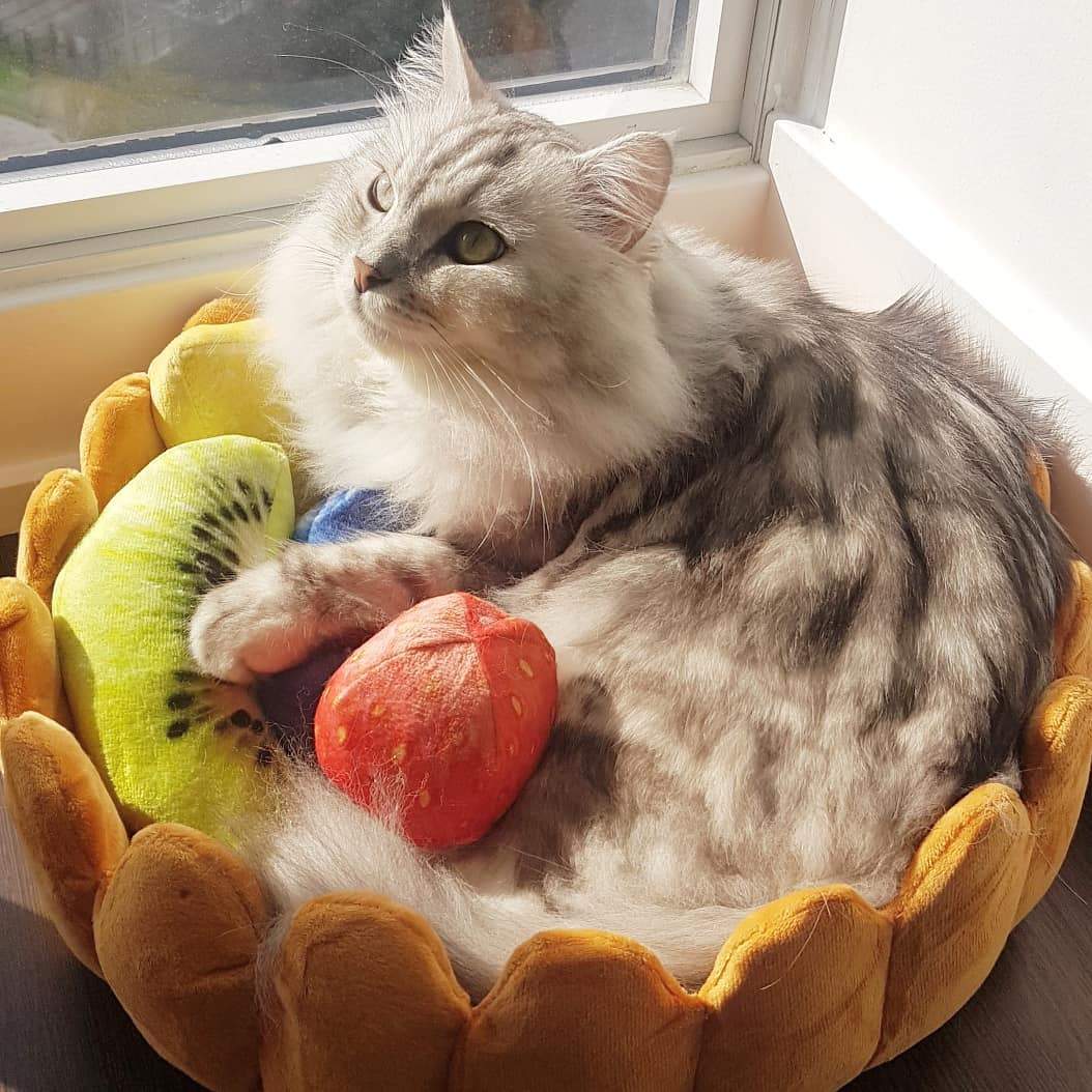 Rynx | Fruit tart Cat bed