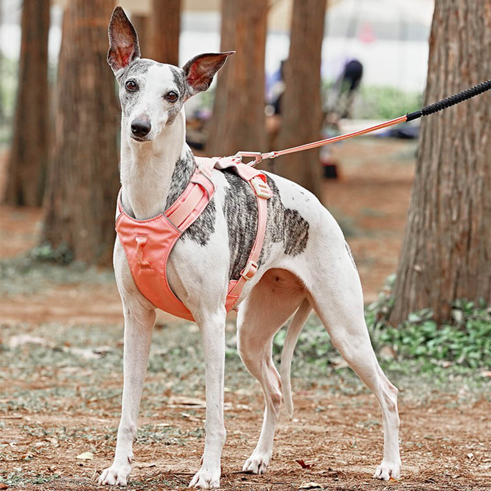 RYNX | Waterproof Breathable Anti-Pull Dog Harness and Multifunctional Leash