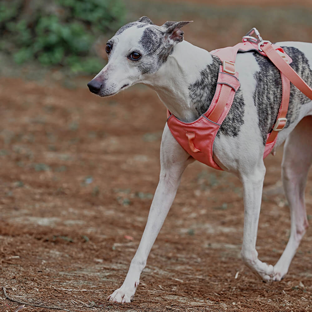 RYNX | Waterproof Breathable Anti-Pull Dog Harness and Multifunctional Leash