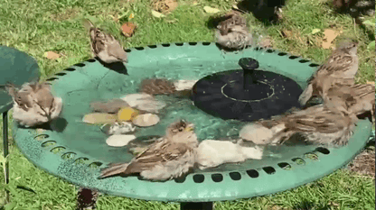 RYNX | Soothing Garden Fountain with Sunlight