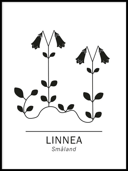 Rynx | Linnaea borealis