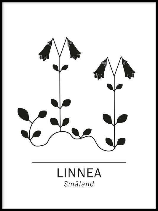 Rynx | Linnaea borealis